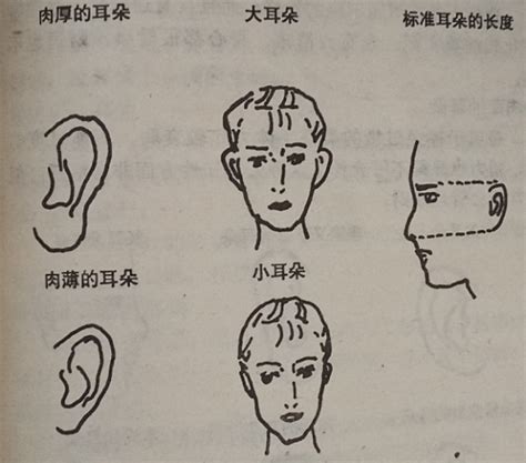 耳垂有线面相|面相耳朵案例详解：九种不同的耳朵，九种不同的出生